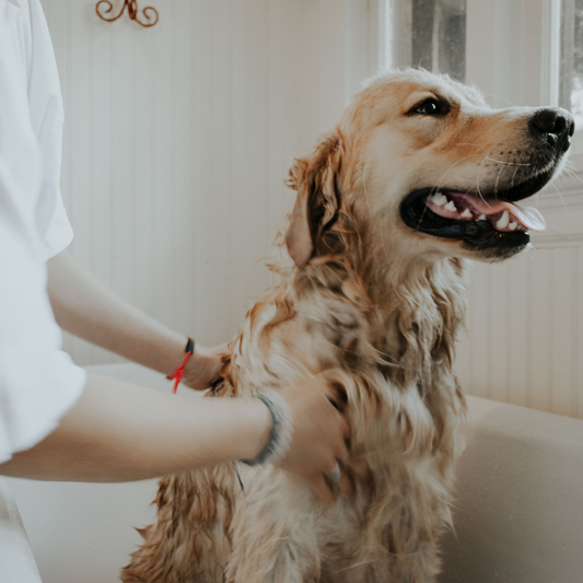 Cómo bañar a un perro que no le gusta el agua 