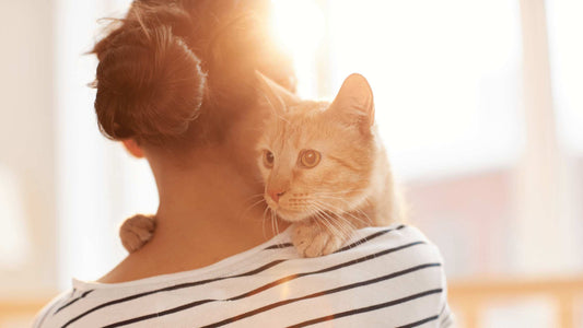 Cómo hacer que brille el pelo de tu gato