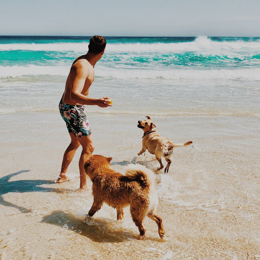 Cuidados de verano para tu perro