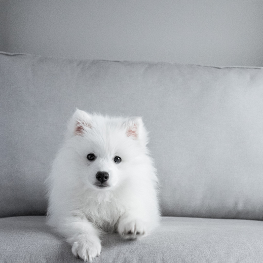 Cómo cuidar el pelo blanco de tu mascota