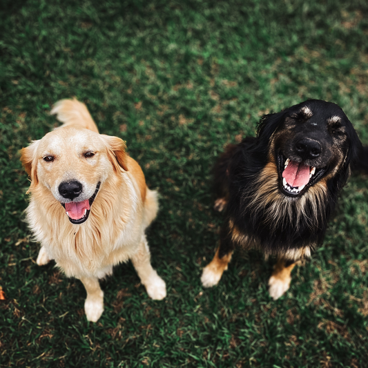 Cómo cuidar el pelo largo y liso de tu mascota