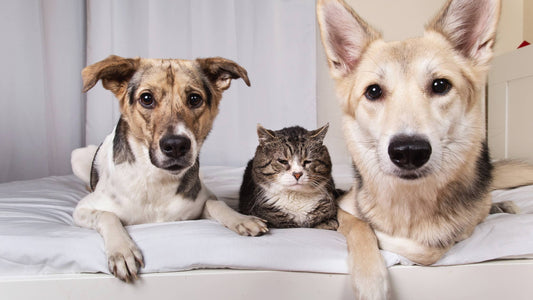 Día Mundial de los Animales: por su vida y bienestar