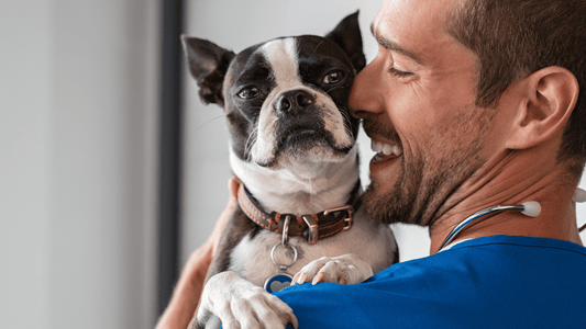 Día Mundial del Veterinario: Celebrando a los protectores de nuestras mascotas