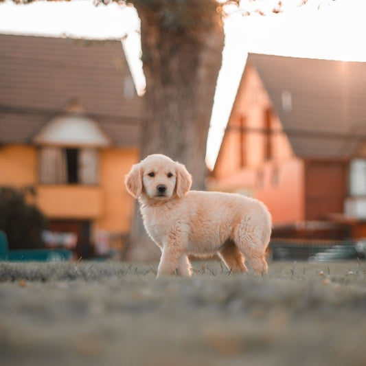 Cómo cuidar a un cachorro