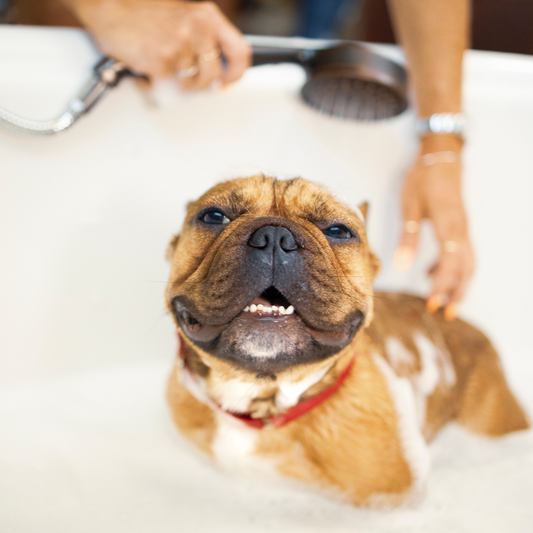 Cómo escoger el champú para tu perro