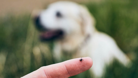Alerta de verano: Cómo proteger a tus mascotas de las garrapatas