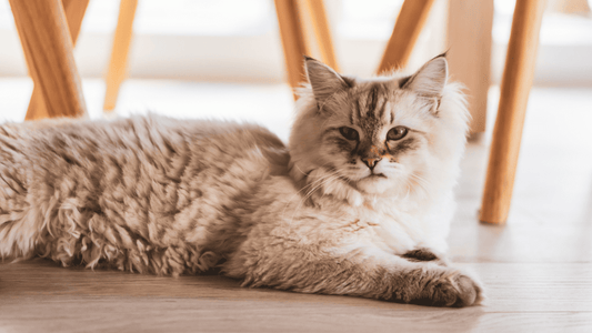 cuidado manto gato persa y angora