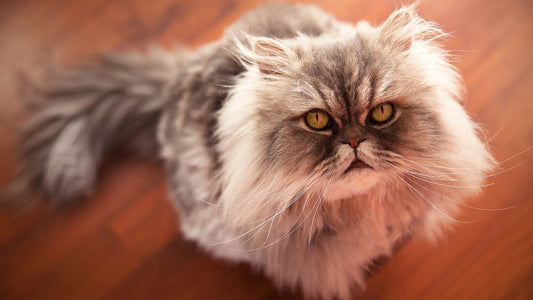 Consejos para evitar enredos y nudos en los gatos persas