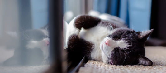 Consejos para proteger a tus gatos frente a las olas de calor