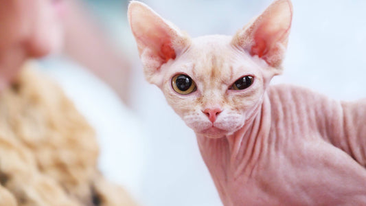 ¿Un felino sin pelo? Cómo cuidar a los gatos egipcios