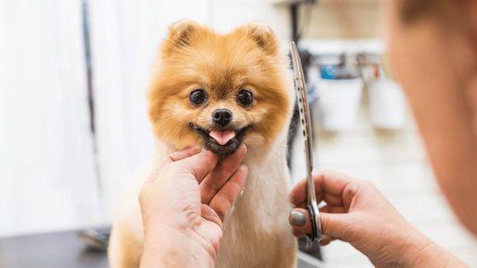 ¿Qué es un groomer canino?