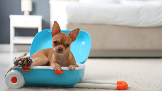 Hoteles para mascotas: Disfruta de unas vacaciones pet-friendly