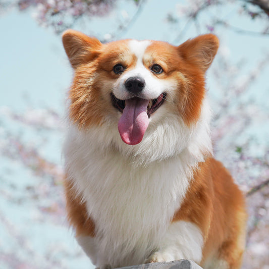 Cómo mantener hidratado a tu perro