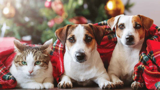 Cómo hacer que tu mascota también disfrute la Navidad