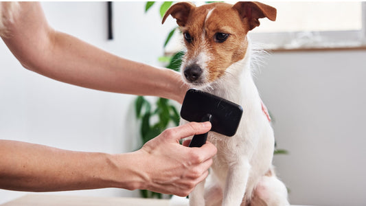 Cómo controlar la muda de tu mascota