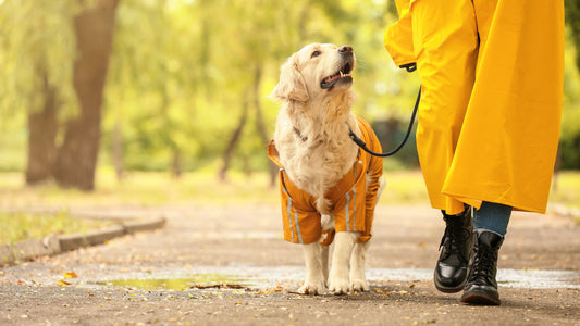 5 consejos clave de peluquería canina para cuidar a tu perro en otoño
