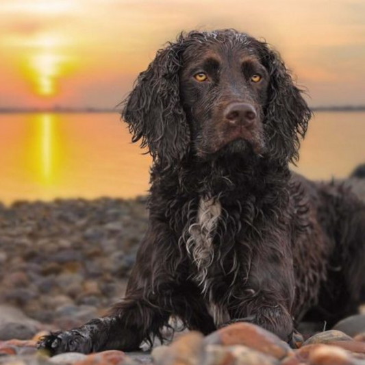 Los cuidados especiales para los perros de agua