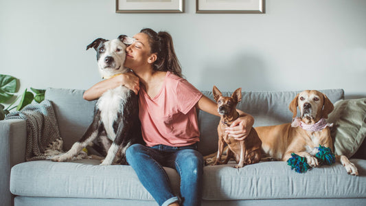 Pet Sitting: Cómo viajar gratis cuidando de mascotas
