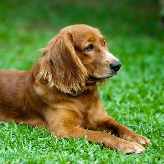 Por qué es importante el brillo del pelo del perro
