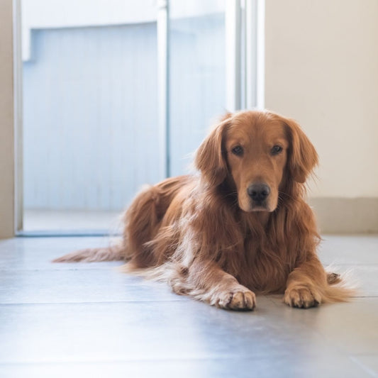 Cómo evitar la caída del pelo del perro