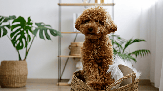 ¿Qué razas de perro no sueltan pelo para personas con alergia?
