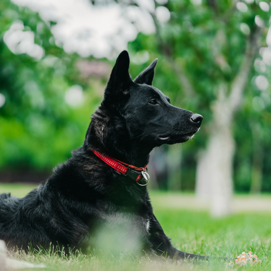 Cómo recuperar el brillo del pelo de mi perro