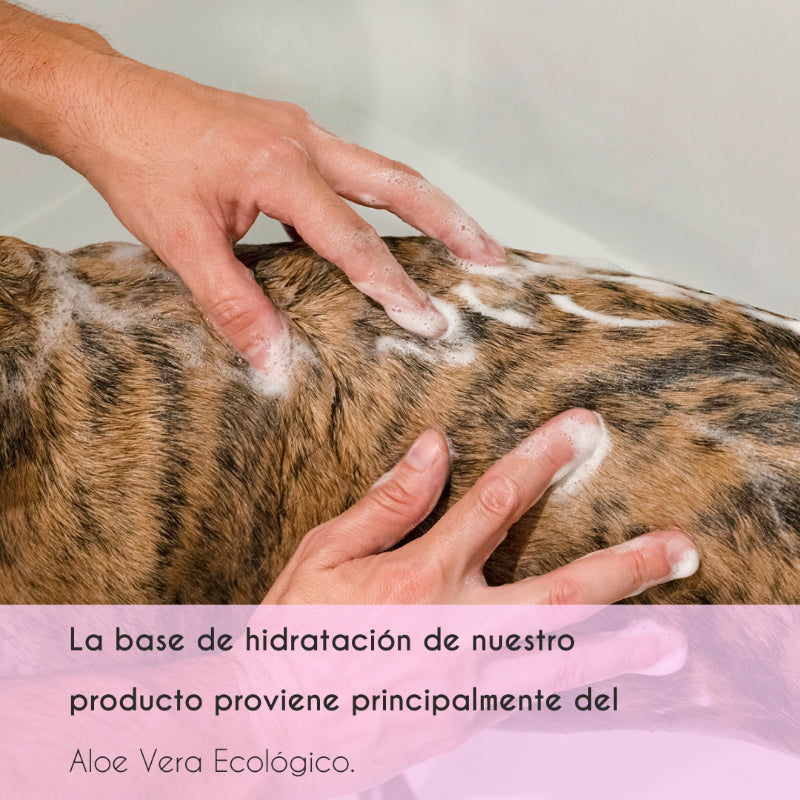 Shampoing solide pour chiens et chats 