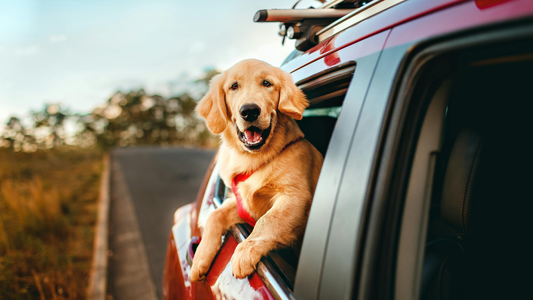 Guía para viajar con mascota en coche: Normativa, seguridad y consejos