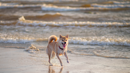 Vacaciones con mascotas: ¿cómo proteger su piel y pelaje del sol?