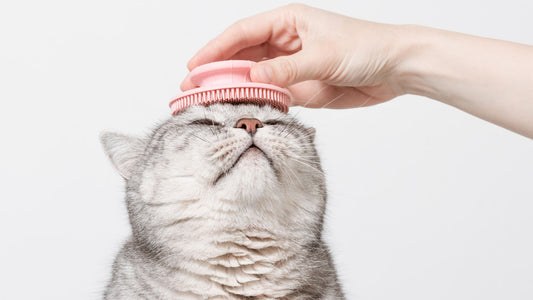 rutina cepillado gatos