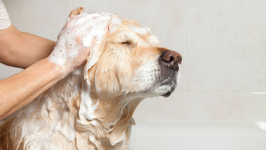 Champú de mandarina: frescura y cuidado para perros y gatos