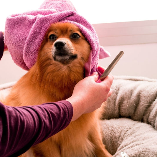 Reparar el pelo maltratado y dañado de tu mascota