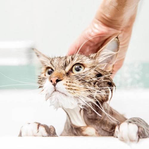 ¿Cómo lavar a mi gato?