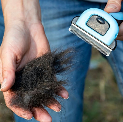 Cortar el pelo a tu perro. ¿Rasurar o no?, todo lo que debes saber