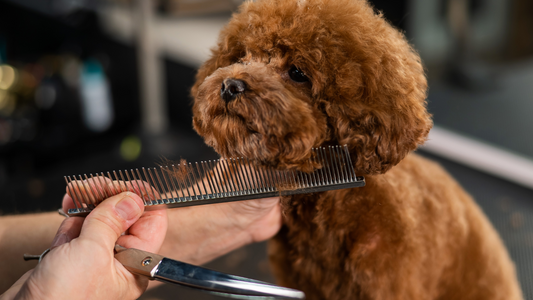 Corte de Pelo Perros: Técnicas Modernas y Consejos para Groomers