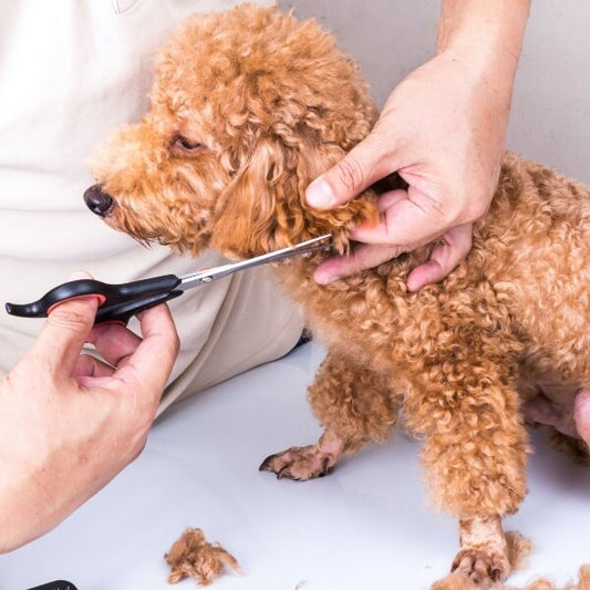 Los cortes de pelo para perros más populares