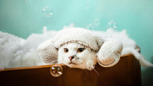 Ingredientes naturales en cosmética para gatos