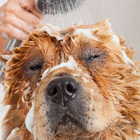 Con qué frecuencia debes bañar a tu mascota