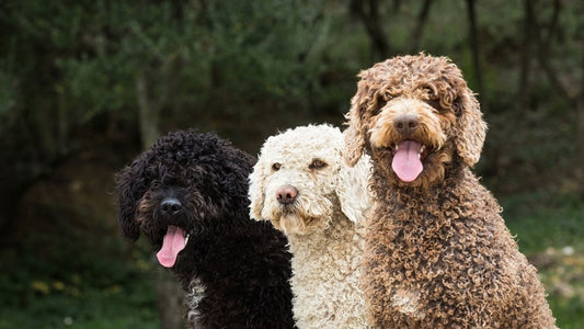 ¿Cómo cuidar el pelo de un perro de agua y otros perros con pelo rizado?