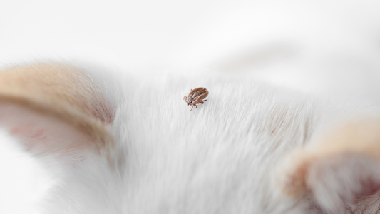 Calor, garrapatas y procesionaria: cómo proteger a tu mascota esta primavera