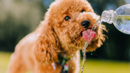 golpe de calor en perros