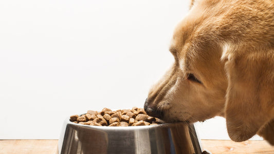 ¿Cómo retomar los horarios de comida de tu mascota tras las vacaciones?