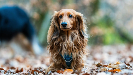 Perros con pelo largo: cuidados esenciales y productos clave