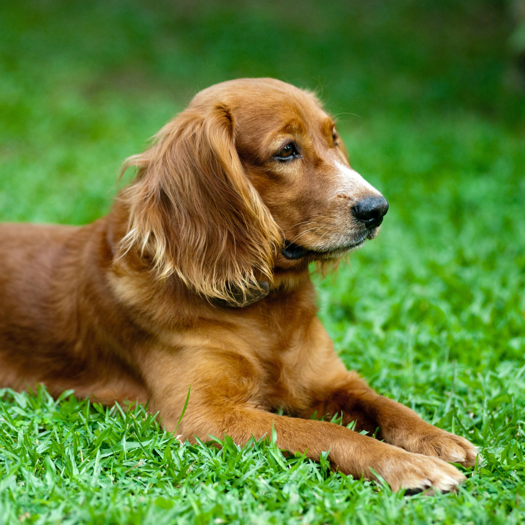 por qué mi cachorro pierde el pelo