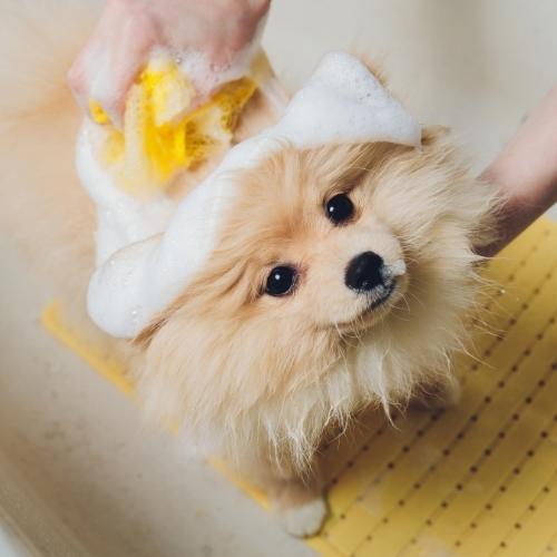 ¿Puedo bañar a mi perro…?