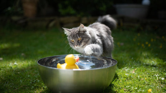 ¿Cómo refrescar a tu gato en verano?