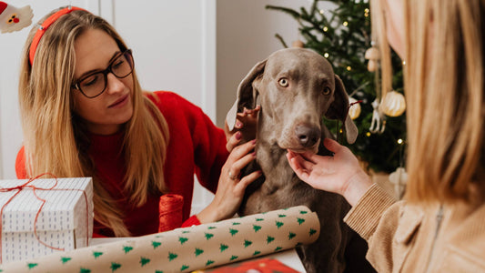 Regalos para tu mascota en Navidad