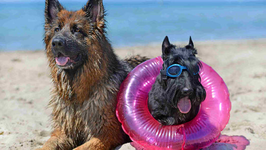 Vacaciones en la playa con perro: qué consejos debes seguir