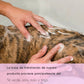 Shampoing rehausseur de couleur pour animaux de compagnie 